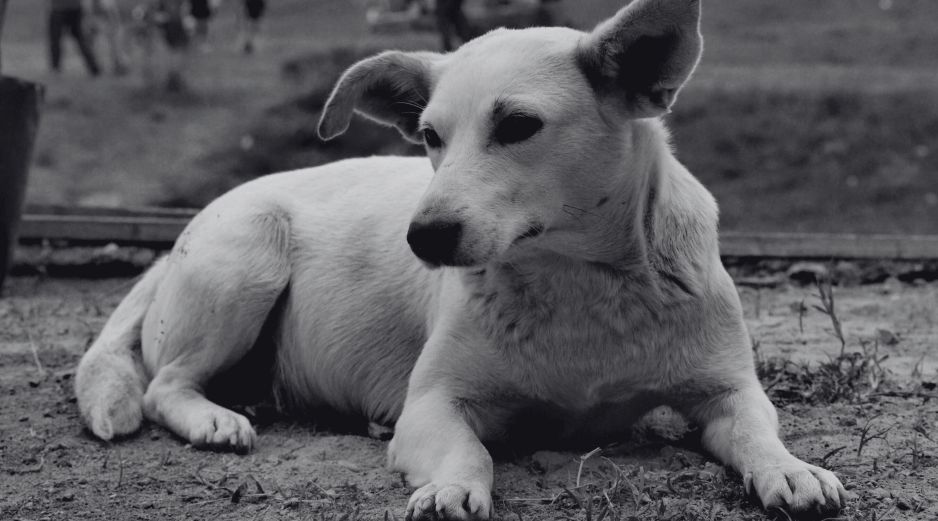 No tengas miedo de reconocer que te duele la ausencia de tu perro, ese será un buen inicio para admitir que necesitas procesar su pérdida. SUN / ARCHIVO