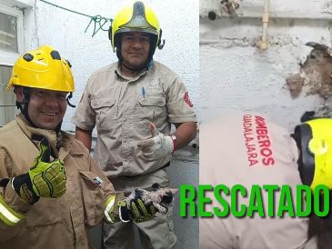 Bomberos de Guadalajara lograron rescatar a un gato tras un reporte ciudadano. ESPECIAL / FACEBOOK Protección Civil y Bomberos Gdl