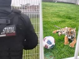 Las sanciones por comerciar con animales protegidos pueden ir desde uno a nueve años de prisión. ESPECIAL