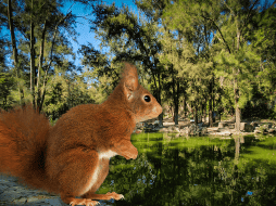 Con un aproximado de 93.29 hectáreas, el Bosque de los Colomos es el hogar muchas especies. EL INFORMADOR / ARCHIVO