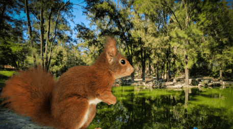 Con un aproximado de 93.29 hectáreas, el Bosque de los Colomos es el hogar muchas especies. EL INFORMADOR / ARCHIVO