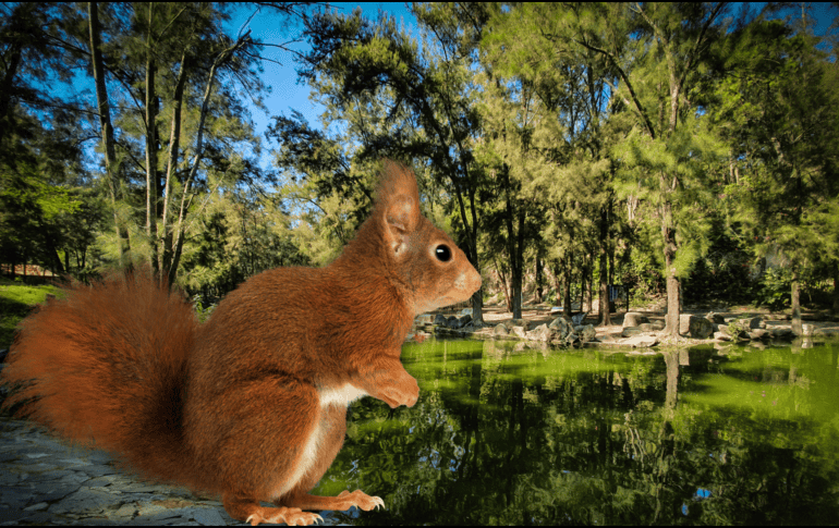 Con un aproximado de 93.29 hectáreas, el Bosque de los Colomos es el hogar muchas especies. EL INFORMADOR / ARCHIVO