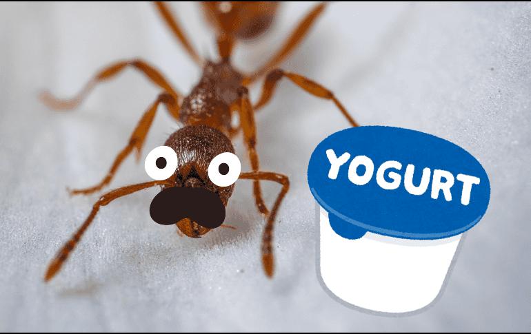 Los investigadores hicieron y compararon yogures hechos con hormigas vivas, congeladas y deshidratadas. ESPECIAL