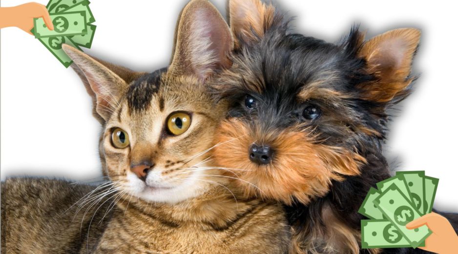 La legisladora destacó que bajar los costos del cuidado animal podría contribuir a disminuir los casos de abandono, un problema que afecta a miles de mascotas en todo el país. CANVA