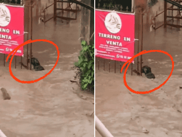 El hecho ocurrió en la colonia Villa de las Flores, donde el agua alcanzó niveles alarmantes. ESPECIAL