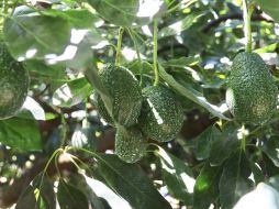 La Secretaría de Agricultura y Desarrollo Rural Federal, (SADER), declaró a tres municipios y una zona agroecológica en Jalisco, como zona libre de Plagas de Barrenadores de Hueso del Aguacate. CORTESÍA