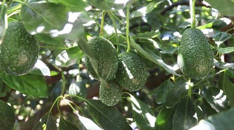 La Secretaría de Agricultura y Desarrollo Rural Federal, (SADER), declaró a tres municipios y una zona agroecológica en Jalisco, como zona libre de Plagas de Barrenadores de Hueso del Aguacate. CORTESÍA