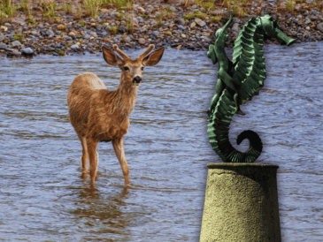 Muchos usuarios, incluso, pidieron que el animal fuera rescatado y reubicado para evitar un encuentro fatal con un reptil en Puerto Vallarta. ESPECIAL / CANVA