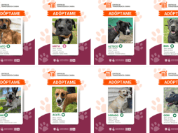 Adoptar a uno de estos caninos es un trámite accesible y bien organizado. ESPECIAL