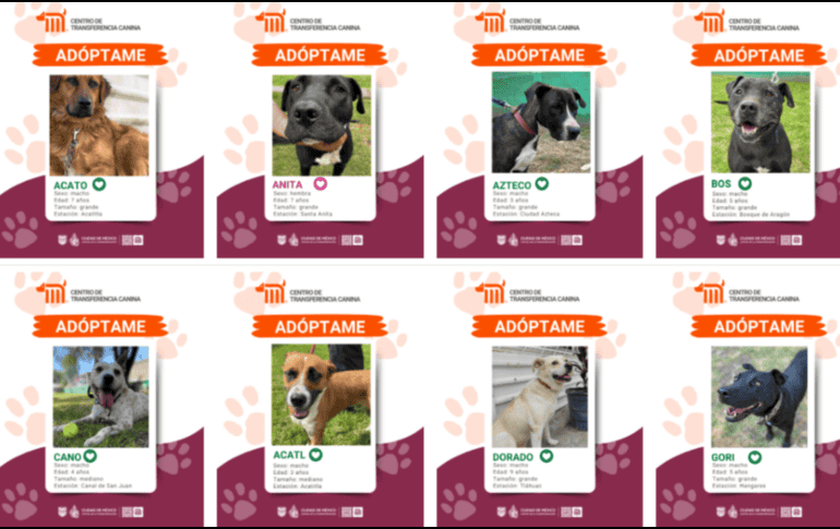 Adoptar a uno de estos caninos es un trámite accesible y bien organizado. ESPECIAL