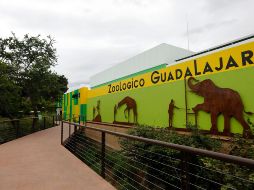El Zoológico Guadalajara ha sido reconocido por contar con un hospital veterinario conocido como Centro Integral de Medicina y Bienestar Animal que ofrece servicios que pueden atender desde una tortuga hasta un león. EFE / F. Guasco