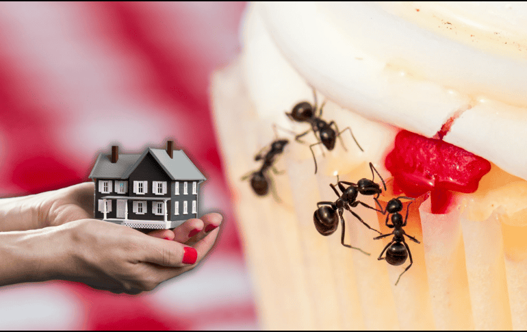 Tener hormigas en casa, según el Feng Shui, no es un mal augurio, sino un recordatorio. Representan la necesidad de atender lo que se ha dejado de lado: el descanso, la limpieza emocional o el equilibrio interior. CANVA