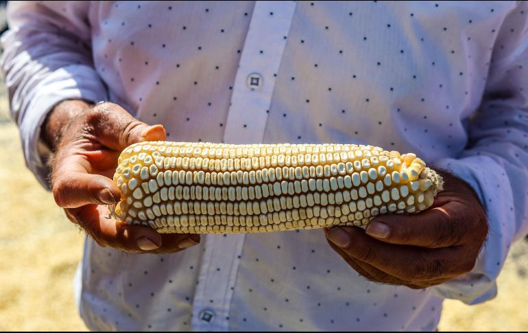 La Sader informó que se instalarán mesas de diálogo permanentes entre agricultores, compradores y autoridades locales para revisar los precios de compra y transparentar los mecanismos de venta. EL INFORMADOR / A. Navarro