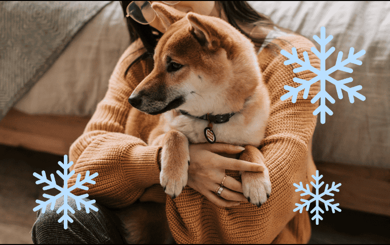 Los perros también se ven afectados por el frío, y las condiciones climáticas extremas pueden representar un riesgo importante para su salud y bienestar. ESPECIAL