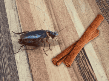 La canela no solo es efectiva para repeler insectos, sino que también es una alternativa económica y amigable con el medio ambiente. ESPECIAL / CANVA