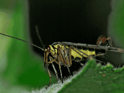 En México, su presencia aumenta durante los meses más calurosos, cuando pueden encontrarse en zonas húmedas, montañosas o incluso dentro de algunas viviendas. CANVA