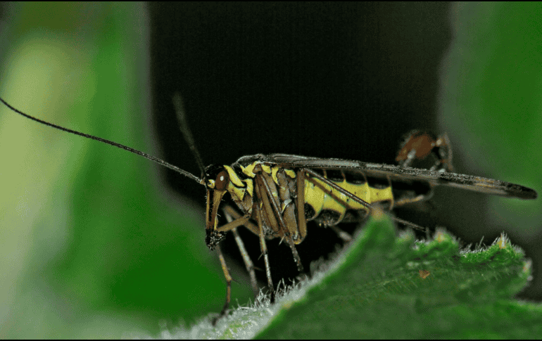 En México, su presencia aumenta durante los meses más calurosos, cuando pueden encontrarse en zonas húmedas, montañosas o incluso dentro de algunas viviendas. CANVA
