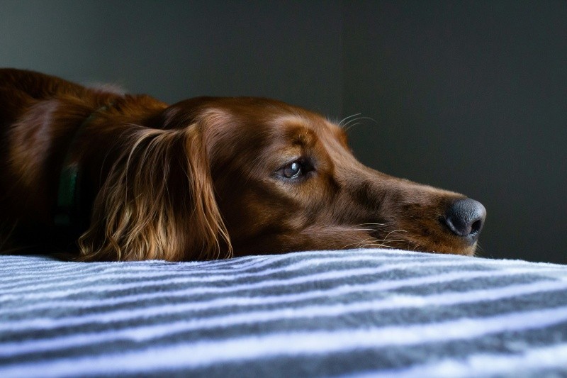 Las enfermedades bucodentales son uno de los problemas de salud más comunes en perros y gatos. UNSPLASH /  R. STONE