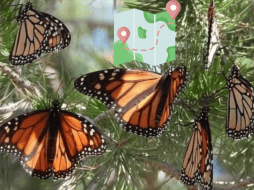 Cada año, millones de mariposas Monarca emprenden su viaje desde el norte del continente para refugiarse del frío e hibernar en los bosques de oyamel de México. GOBIERNO DE MICHOACÁN / CANVA