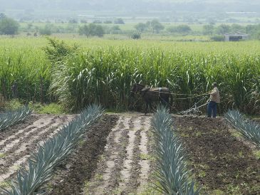 Indicó que este llamado ocurre en medio del proceso para adherirse al Decreto de Facilidades Administrativas, publicado en el Diario Oficial de la Federación, que otorga seis meses para actualizar o regularizar títulos de concesión. EL INFORMADOR / ARCHIVO