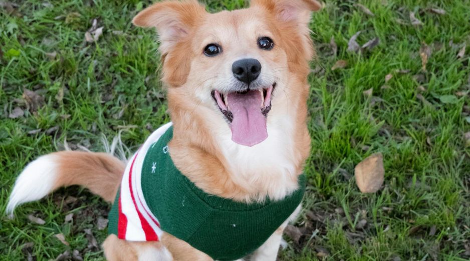 Conoce si es necesario ponerle ropa a tu perro durante el frío. UNSPLASH / A. VASQUEZ