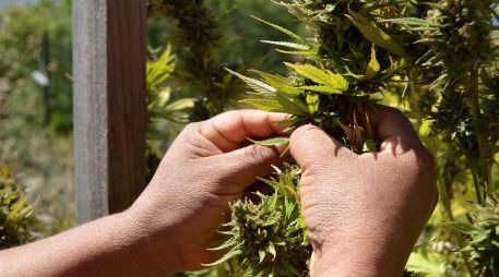 En el año 2021, la SCJN declaró como inconstitucional la prohibición absoluta del consumo lúdico o recreativo de cannabis. SUN/ARCHIVO