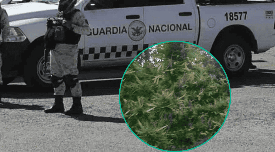 Los dos plantíos fueron localizados en un municipio de Culiacán, Sinaloa. SUN / ARCHIVO / ESPECIAL / SSC