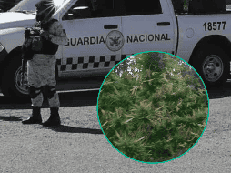 Los dos plantíos fueron localizados en un municipio de Culiacán, Sinaloa. SUN / ARCHIVO / ESPECIAL / SSC