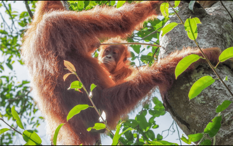 El objetivo siempre es claro: asegurar que el comercio de vida silvestre sea “legal, sostenible y trazable”, sin dejar margen a la extinción de especies. EFE / ARCHIVO