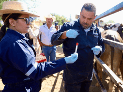 Se realizó una revisión en las zonas de amortiguamiento e instaló, con asesoría técnica del Senasica, un sistema de trampeo en el municipio de Encarnación de Díaz y áreas colindantes. SADER