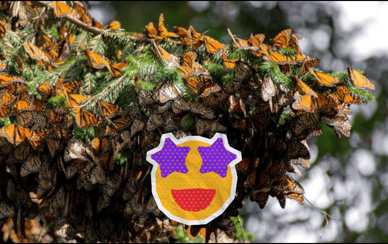 En Michoacán está la Reserva de la Biósfera Mariposa Monarca, una enorme área natural protegida montañosa y boscosa que abarca poco más de 562 kilómetros cuadrados. ESPECIAL / SECTUR MICHOACÁN