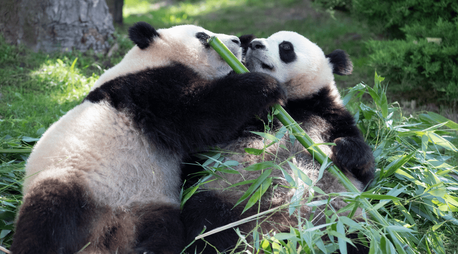 Dos pandas veteranos, que llegaron en 2012 al zoo de Beauval, en el centro de Francia, salieron este martes hacia China para pasar la última etapa de sus vidas. EFE / ARCHIVO