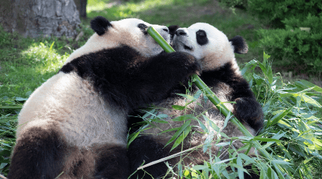 Dos pandas veteranos, que llegaron en 2012 al zoo de Beauval, en el centro de Francia, salieron este martes hacia China para pasar la última etapa de sus vidas. EFE / ARCHIVO