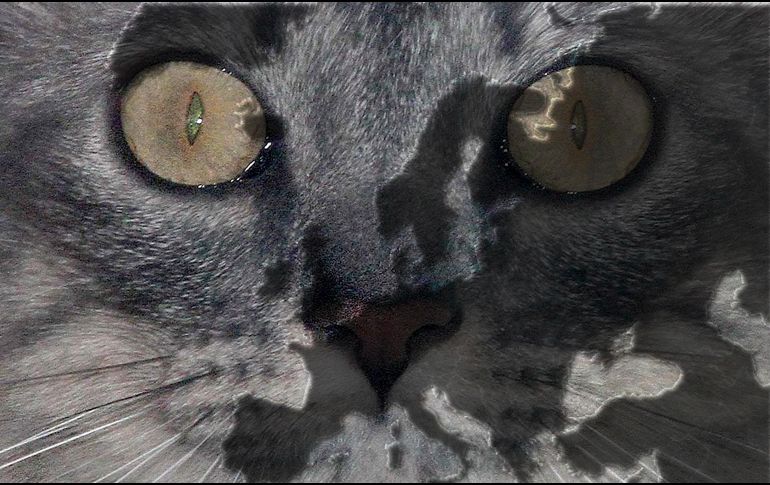 Una investigación marca un cambio de paradigma sobre lo que se creía de la llegada del gato doméstico al mundo europeo. NTX / ARCHIVO