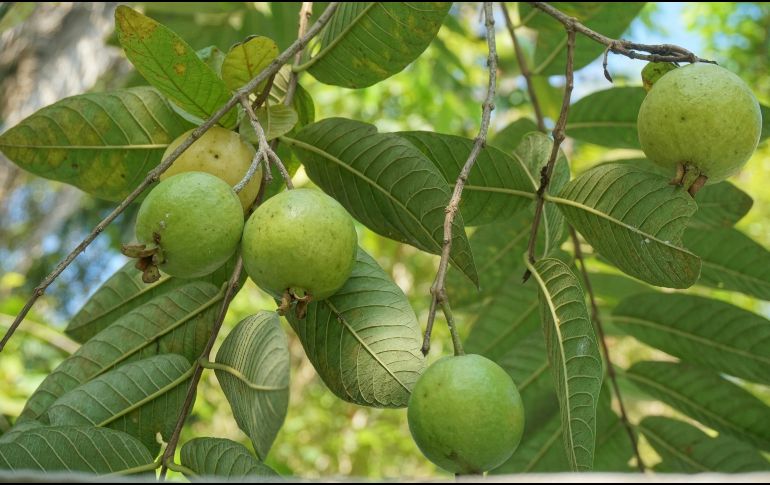 Se recomienda consultar a un profesional de la salud antes de incorporar cualquier remedio herbal a la dieta, especialmente si se padece alguna condición médica. Unsplash