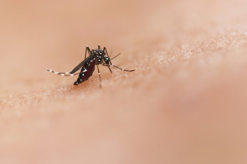 Los mosquitos tigre se están expandiendo más allá de las zonas tropicales y subtropicales tradicionales, alcanzando regiones incluso en Europa. UNSPLASH 