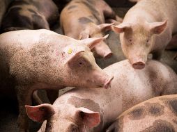 Por su parte, el Reino Unido permite la importación si los alimentos han sido sometidos a tratamiento térmico con una temperatura mínima de 70° centígrados. EFE / ARCHIVO