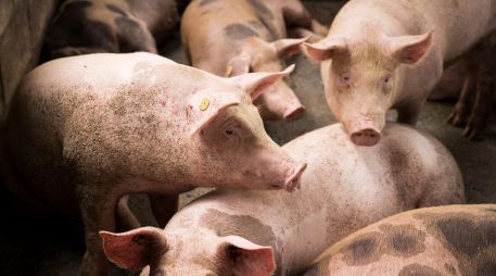 Por su parte, el Reino Unido permite la importación si los alimentos han sido sometidos a tratamiento térmico con una temperatura mínima de 70° centígrados. EFE / ARCHIVO