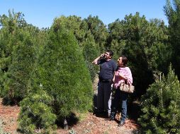 En Guadalajara existen alternativas confiables donde puedes adquirir un árbol de calidad para complementar la decoración navideña. EL INFORMADOR/ARCHIVO