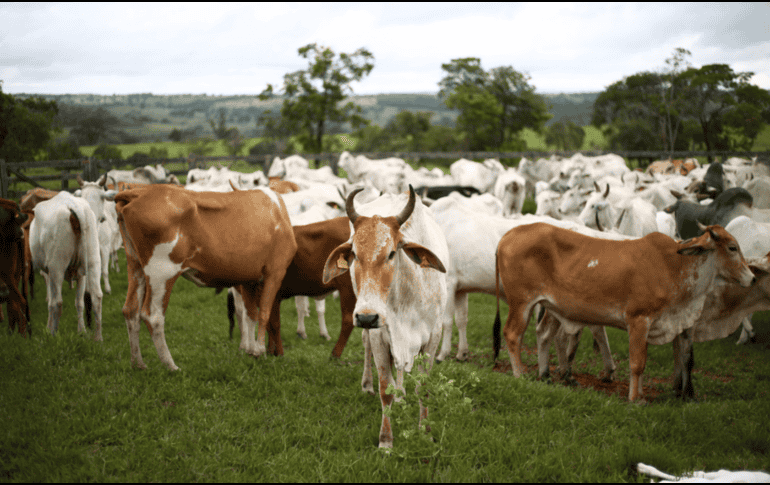 La Secretaría del Campo emitió una alerta por el gusano barrenador detectado en una cabra, en el municipio de Tlatlaya, siendo el primer caso registrado en el Estado de México. ESPECIAL