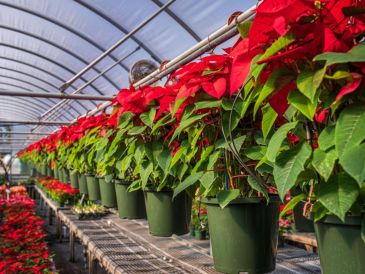 Mercados y viveros locales, la mejor opción para adquirir la flor emblemática de la Navidad.