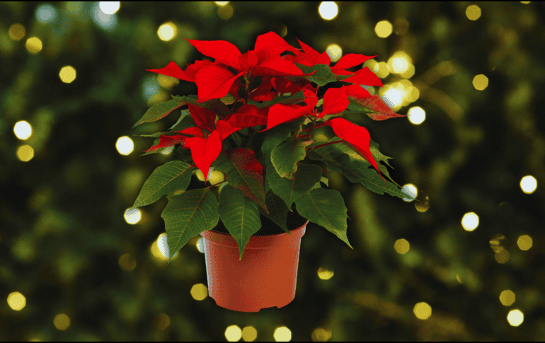Hoy, la nochebuena es una de las flores ornamentales más comercializadas en el mundo. ESPECIAL / CANVA