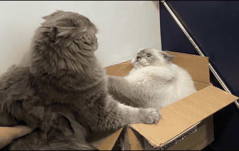 Su atracción por ellas es una combinación de instinto, comodidad y necesidad de controlar su entorno. CANVA