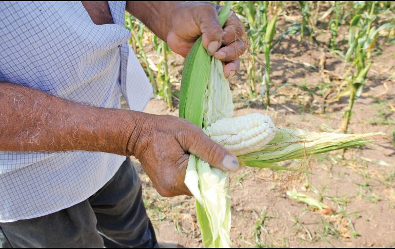 La ventanilla para registrarse en Jalisco estará abierta hasta el 31 de diciembre. SUN / ARCHIVO