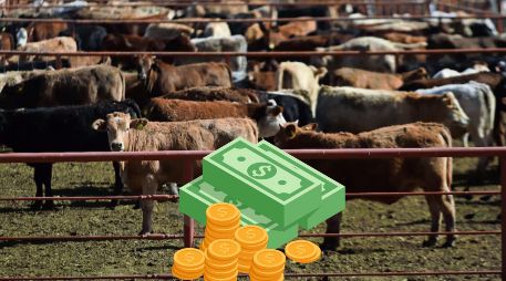 El cierre, vigente hace 13 meses, mantiene frenados los envíos desde estados exportadores. SUN / ARCHIVO