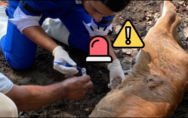 La Sader informó en un comunicado que las organizaciones ganaderas serán responsables de proponer los corrales participantes, supervisar avances y promover medidas correctivas. ESPECIAL / GOBIERNO DE MÉXICO