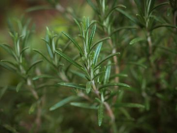 El romero posee propiedades antibacterianas y aromáticas. Unsplash