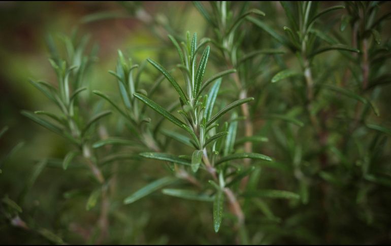 El romero posee propiedades antibacterianas y aromáticas. Unsplash