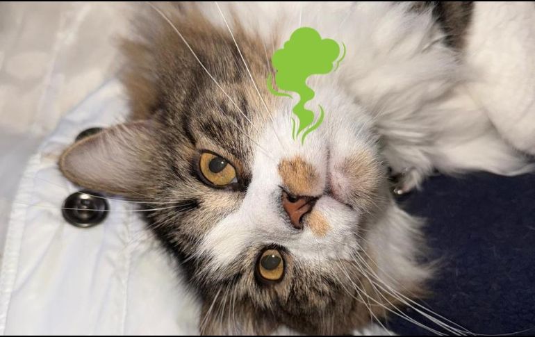 Esto puedes hacer si tu gato hace pipí fuera de su arenero para quitar el olor persistente. ESPECIAL