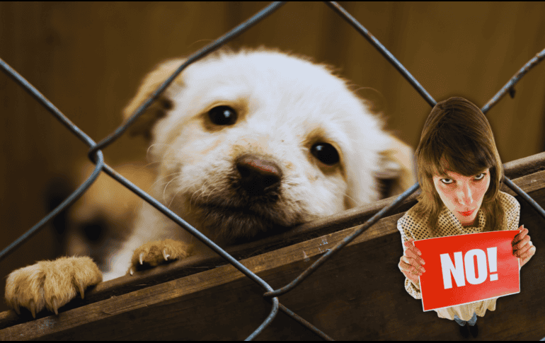 Estas modificaciones van en contra de la exhibición física de perros y gatos en cualquier tipo de estructura o mobiliario que no permita el movimiento o la expresión natural de su conducta. ESPECIAL / CANVA